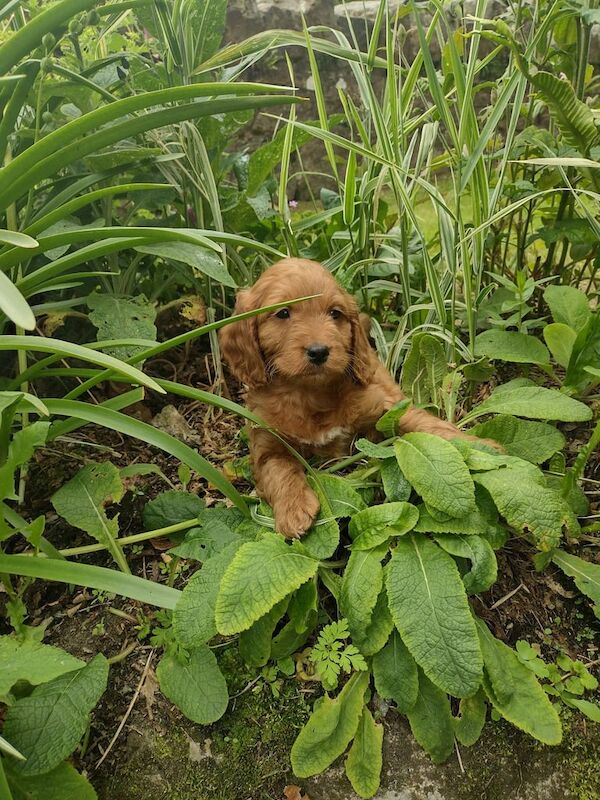 Miniature F1 cockapoo puppies for sale in Maguiresbridge, County Fermanagh | Image 2