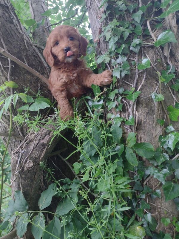 Miniature F1 cockapoo puppies for sale in Maguiresbridge, County Fermanagh | Image 3