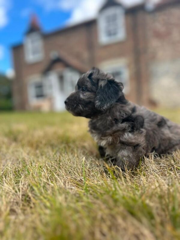 Miniature F1 Cockapoo puppies for sale