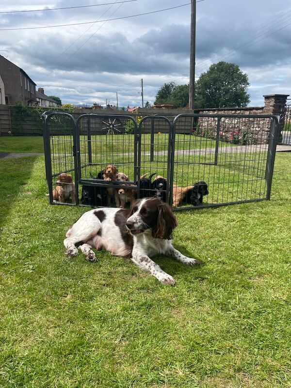 Cockapoo puppies for sale in Penrith, Cumbria – 4 weeks old