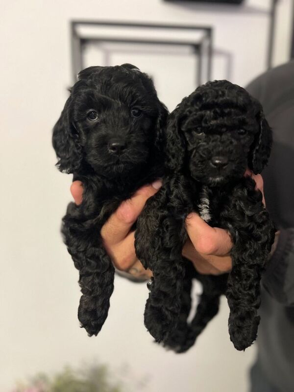 Miniature Cockapoo Puppies For Sale