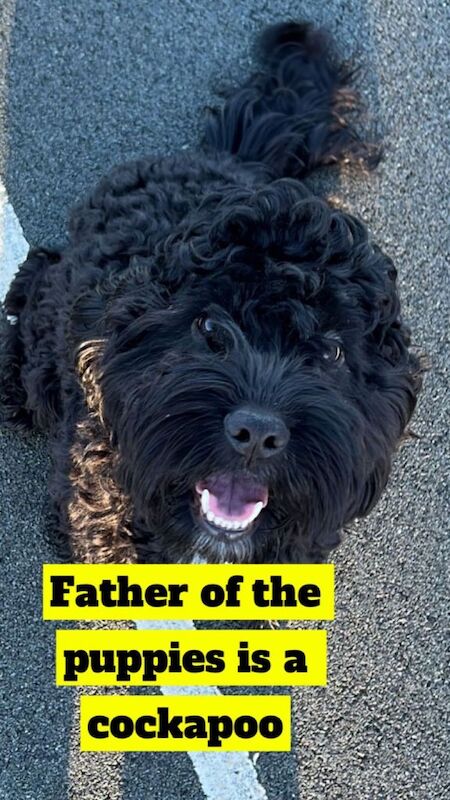 Miniature F1B cockapoo puppies - Image 2 of 3