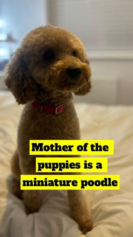 Miniature F1B cockapoo puppies - Image 3 of 3