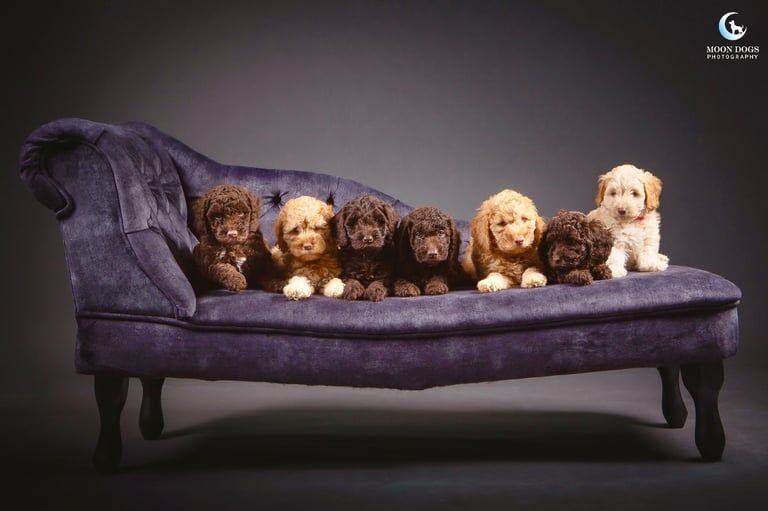 Cockapoo puppies for sale in St Leonards-on-Sea, East Sussex – 9 weeks old