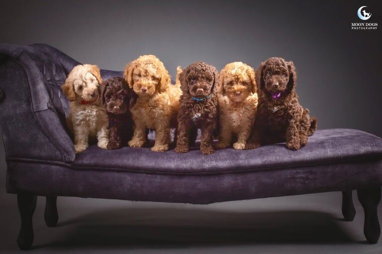 Cockapoo puppies for sale in St Leonards-on-Sea, East Sussex – 9 weeks old - Image 2 of 3