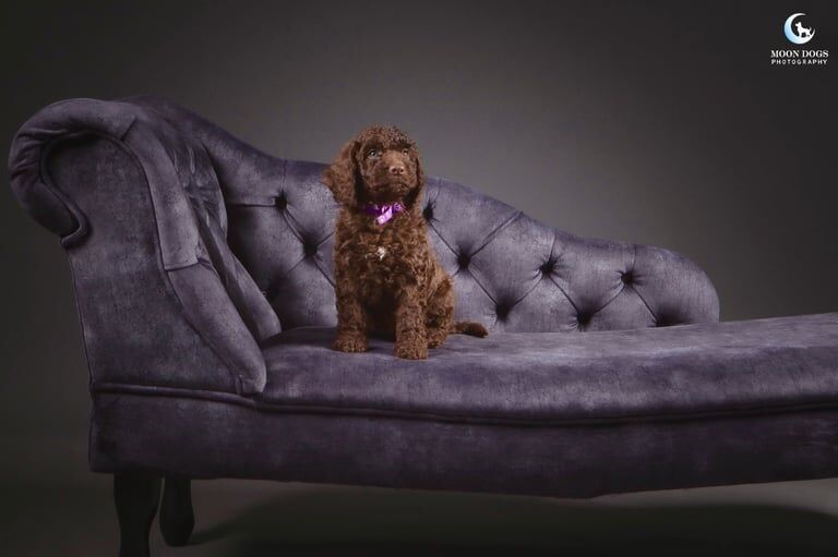 Cockapoo puppies for sale in St Leonards-on-Sea, East Sussex – 9 weeks old - Image 3 of 3
