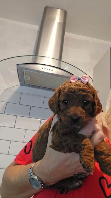 Cockapoo puppies for sale in York, North Yorkshire β 4 months old - Image 2 of 3
