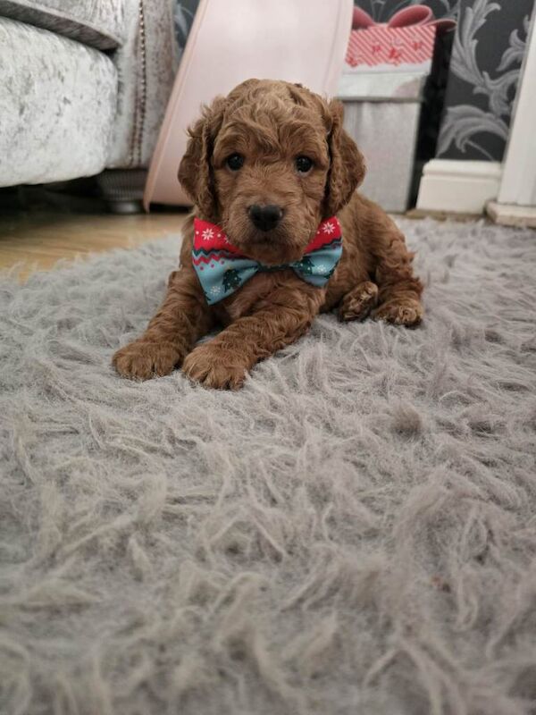 Cockapoo puppies for sale in York, North Yorkshire β 4 months old - Image 3 of 3