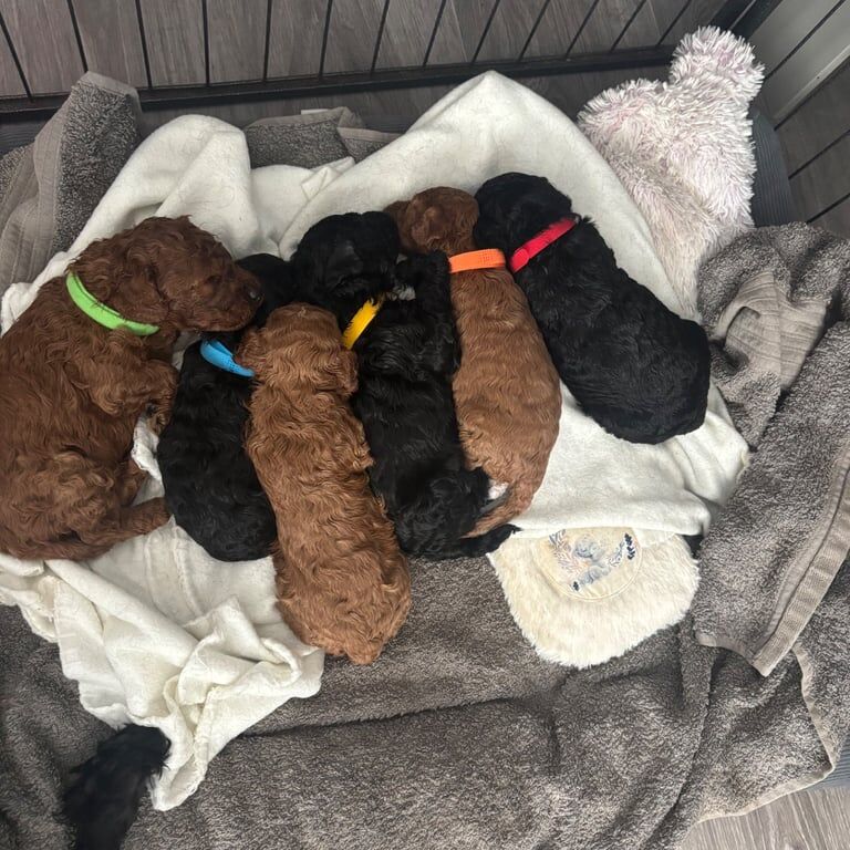 Miniature fb1 cockapoo puppies for sale in Castle Bromwich, West Midlands | Image 2