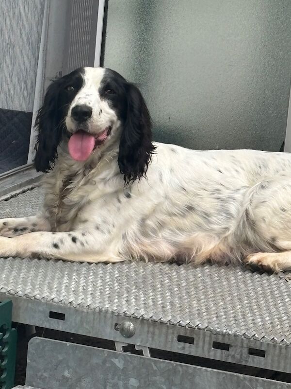 Miniature health tested Parti cockapoo