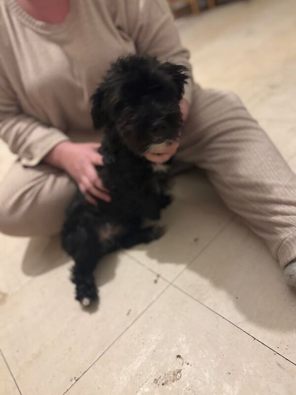 Cockapoo puppies for sale in Tadley, Hampshire – 2 years old