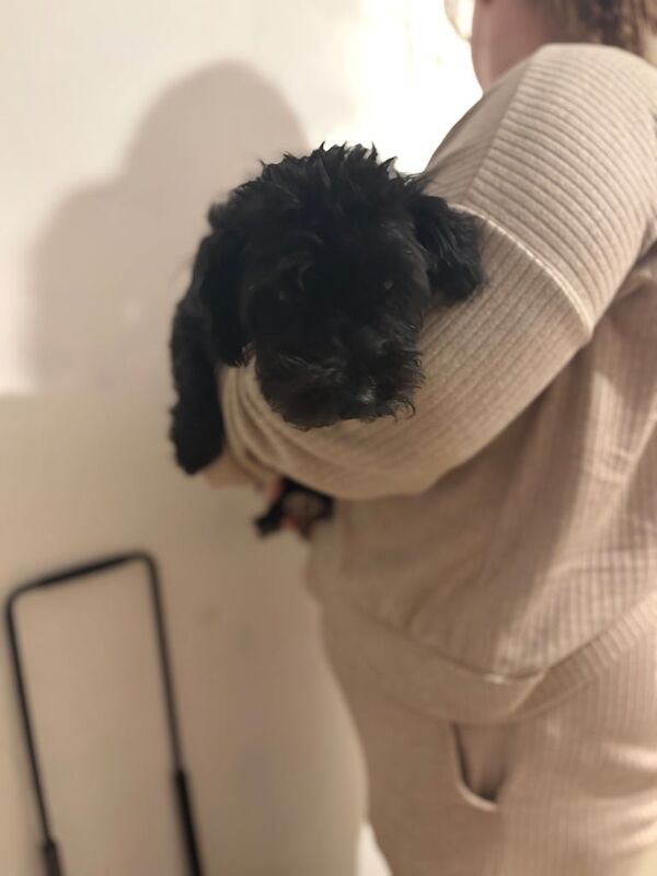 Cockapoo puppies for sale in Tadley, Hampshire – 2 years old - Image 2 of 2