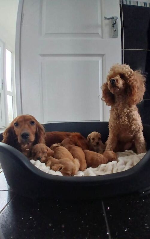 Cockapoo Puppies For Sale