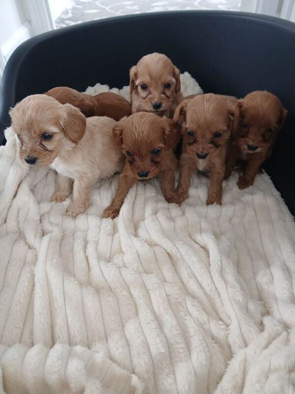 Miniature PRA clear cockapoo puppies - Image 2 of 5
