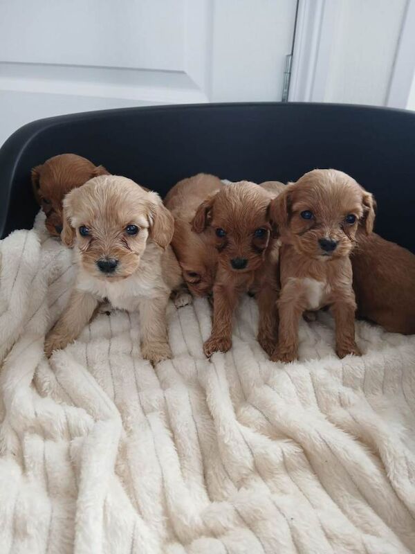 Miniature PRA clear cockapoo puppies - Image 3 of 5