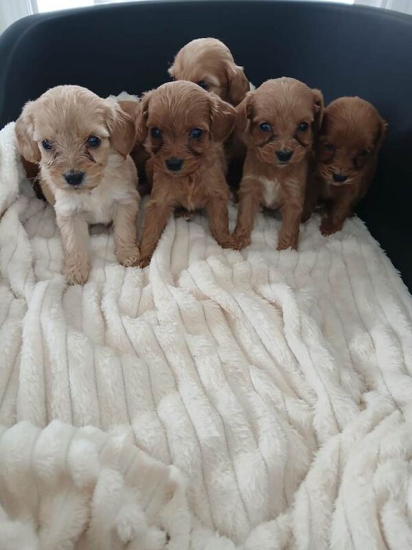 Miniature PRA clear cockapoo puppies - Image 4 of 5