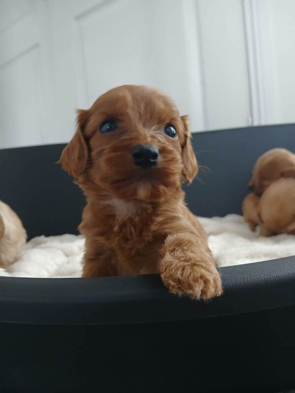 Miniature PRA clear cockapoo puppies - Image 5 of 5