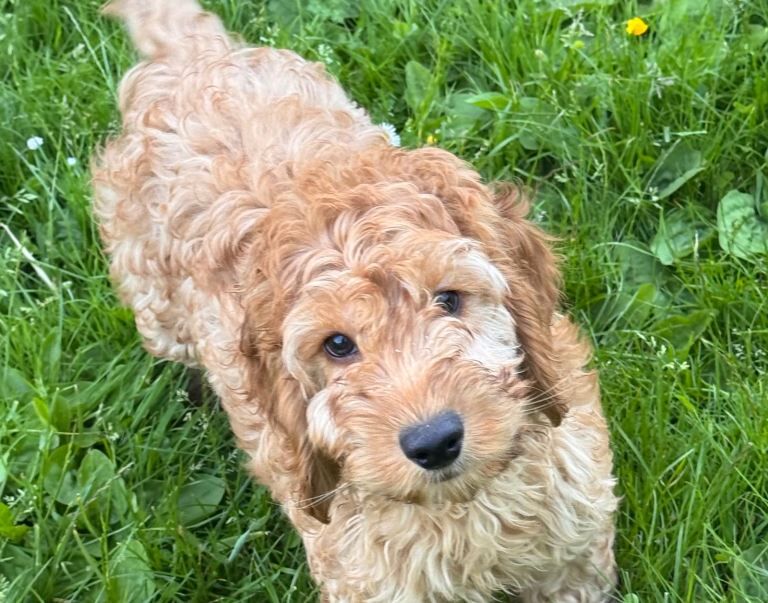 Cockapoo Puppies For Sale