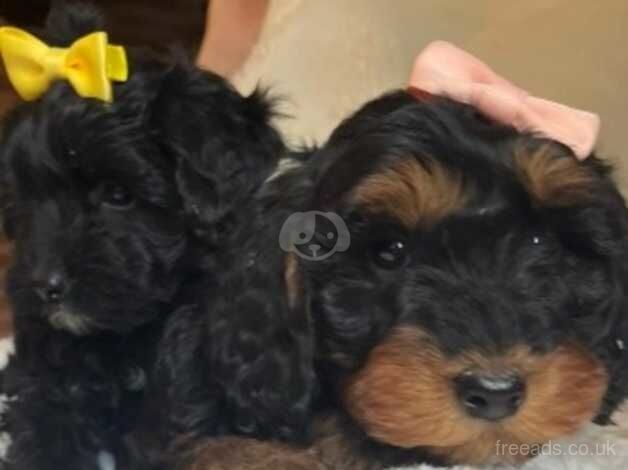Cockapoo puppies for sale in Cambridge, Cambridgeshire – 1 year old - Image 2 of 5