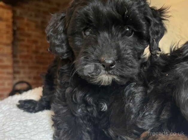 Cockapoo puppies for sale in Cambridge, Cambridgeshire – 1 year old - Image 4 of 5