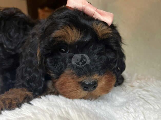 Cockapoo puppies for sale in Cambridge, Cambridgeshire – 1 year old - Image 5 of 5