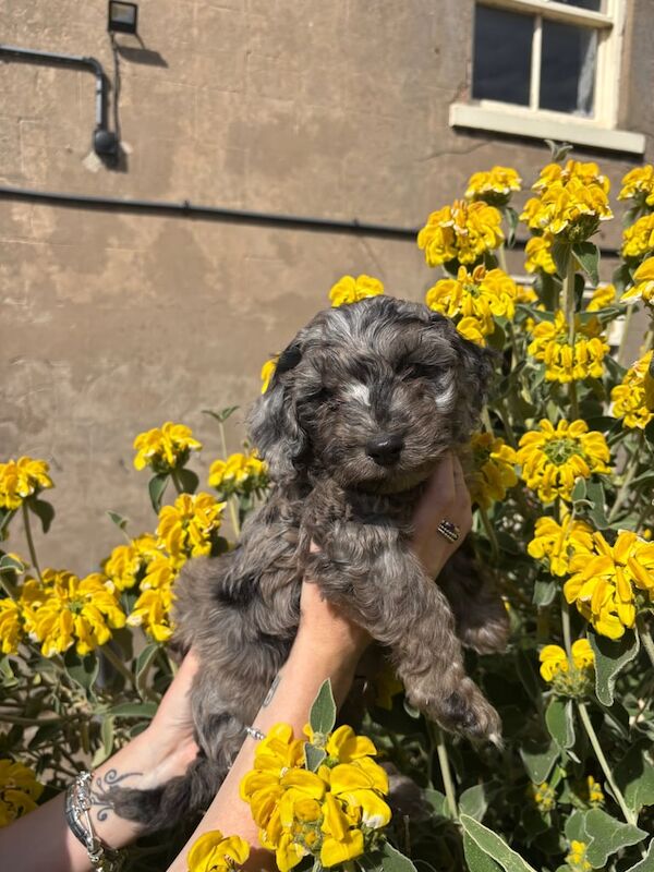 My cockerpoo babies for sale in Creswell, Derbyshire