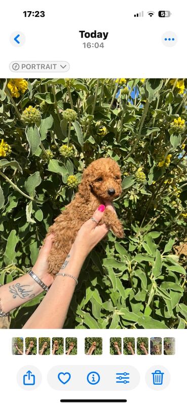 My cockerpoo babies for sale in Creswell, Derbyshire | Image 3