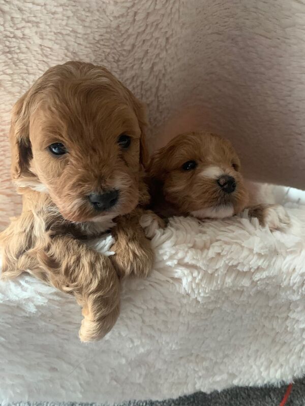Cockapoo puppies for sale in Cambridge, Cambridgeshire – KC registered, 10 months old - Image 2 of 3