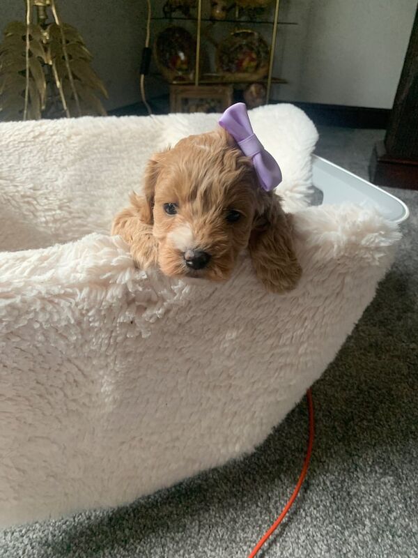 Cockapoo puppies for sale in Cambridge, Cambridgeshire – KC registered, 10 months old - Image 3 of 3