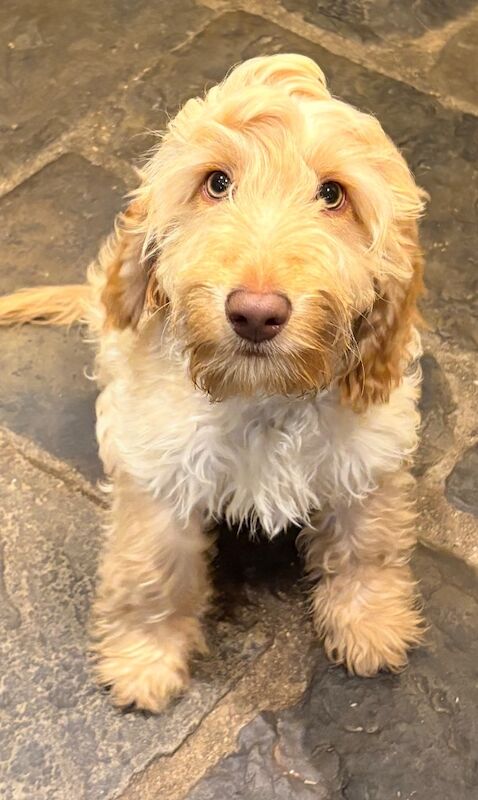Older f1 Cockerpoo male