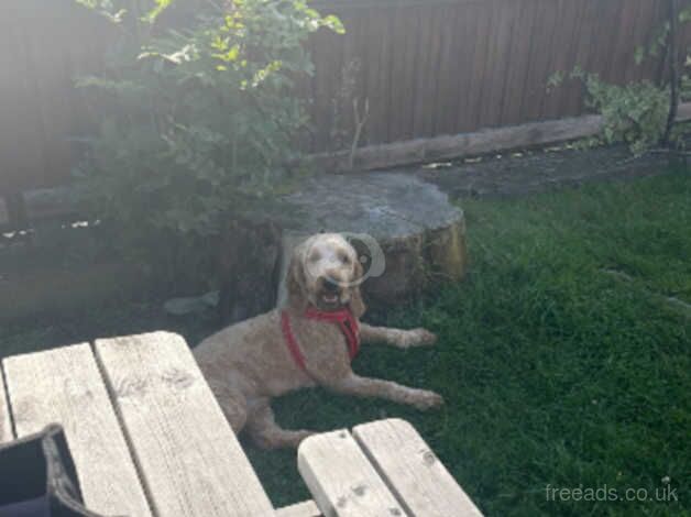 Cockapoo puppies for sale in Bolton, Greater Manchester – 2 years old - Image 2 of 5