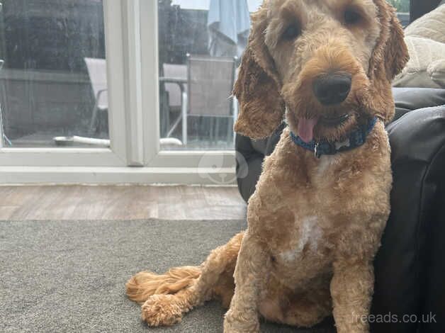 Cockapoo puppies for sale in Bolton, Greater Manchester – 2 years old - Image 4 of 5