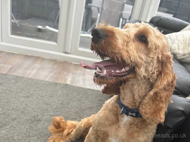 Cockapoo puppies for sale in Bolton, Greater Manchester – 2 years old - Image 5 of 5