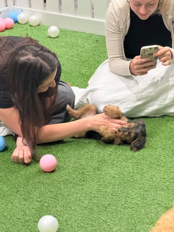 Cockapoo puppies for sale in Surrey – 3 months old - Image 3 of 3