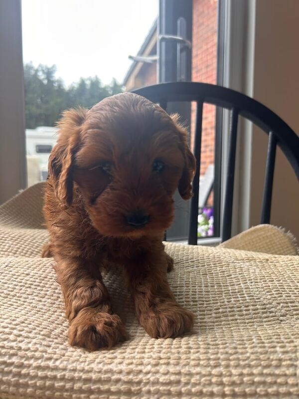 Cockapoo puppies for sale in Melling, Merseyside – 10 weeks old