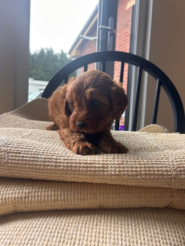 Cockapoo puppies for sale in Melling, Merseyside – 10 weeks old - Image 2 of 2