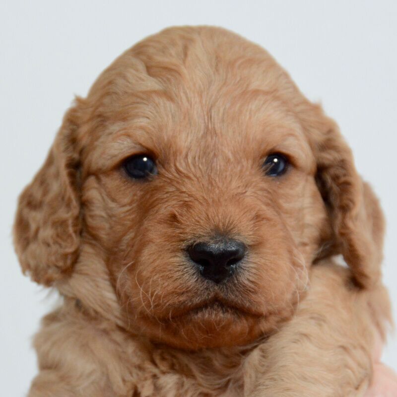 Beautiful Male Cockapoo Puppy Ready Late March – Home Raised