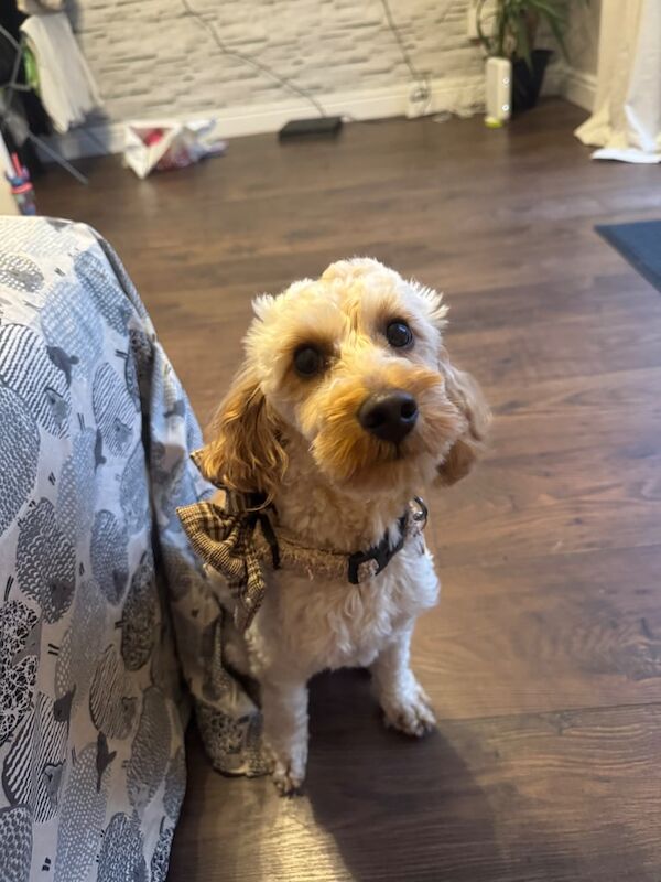 Cockapoo puppies for sale in Wakefield, West Yorkshire – 1 year old