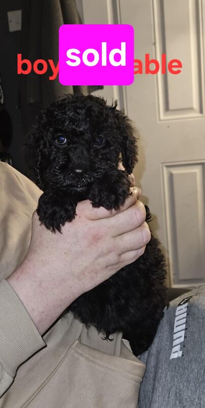 Only 1 boy left ready to leave now 5 miniture cockapoos for sale in Birstall, West Yorkshire | Image 3