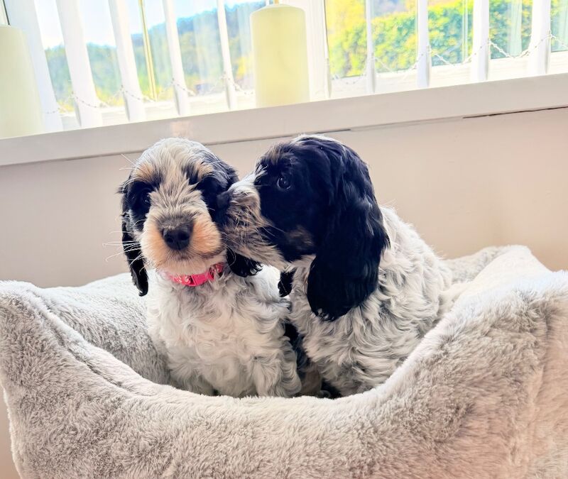 Only 2 girls available F1 show type Cockapoos from health tested parents