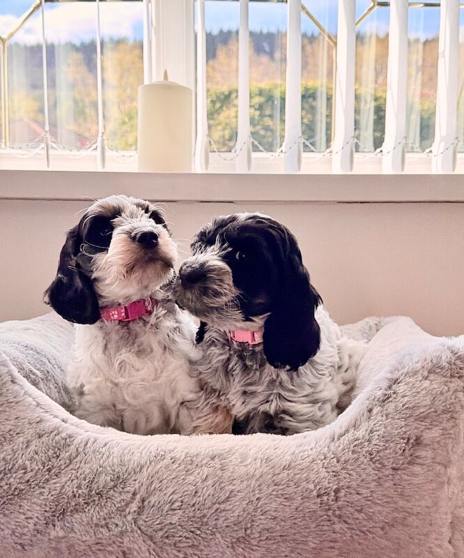 Only 2 girls available F1 show type Cockapoos from health tested parents - Image 2 of 15