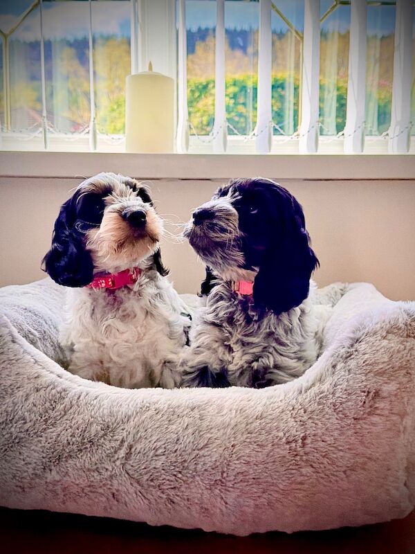 Only 2 girls available F1 show type Cockapoos from health tested parents - Image 3 of 15