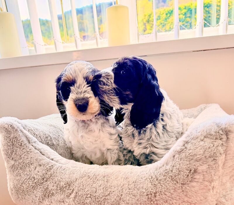 Only 2 girls available F1 show type Cockapoos from health tested parents - Image 4 of 15