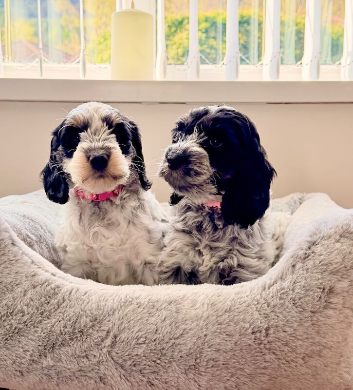 Only 2 girls available F1 show type Cockapoos from health tested parents - Image 5 of 15