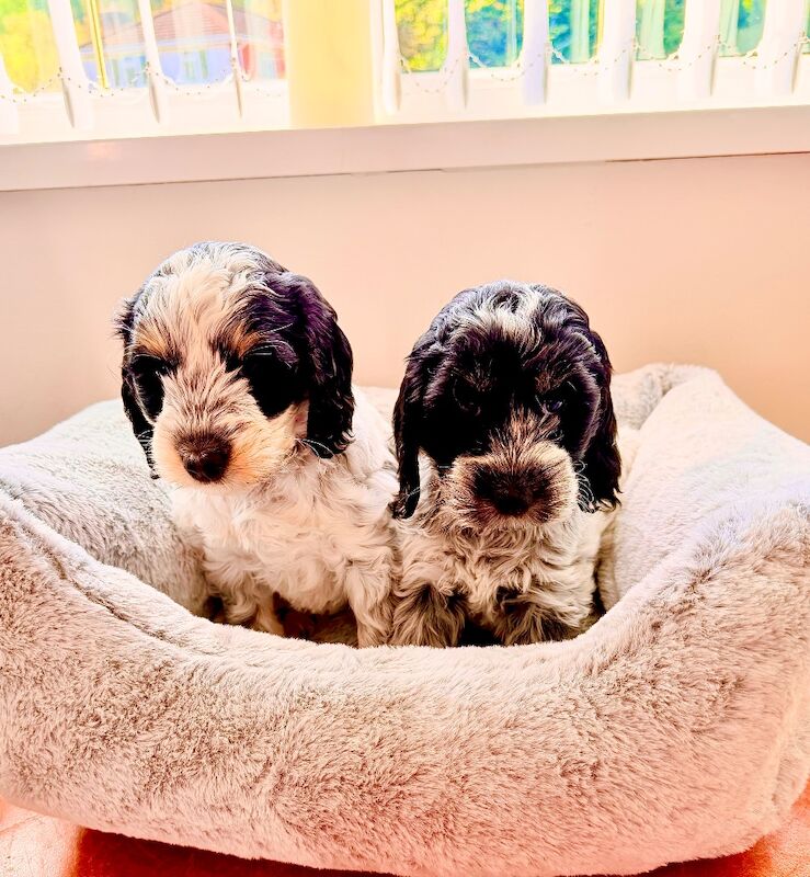 Only 2 girls available F1 show type Cockapoos from health tested parents - Image 6 of 15