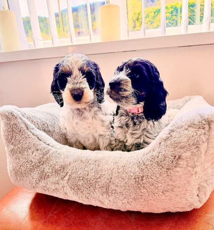 Only 2 girls available F1 show type Cockapoos from health tested parents - Image 7 of 15