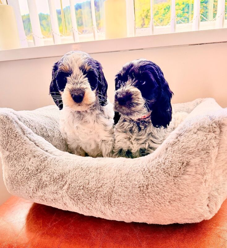 Only 2 girls available F1 show type Cockapoos from health tested parents - Image 8 of 15