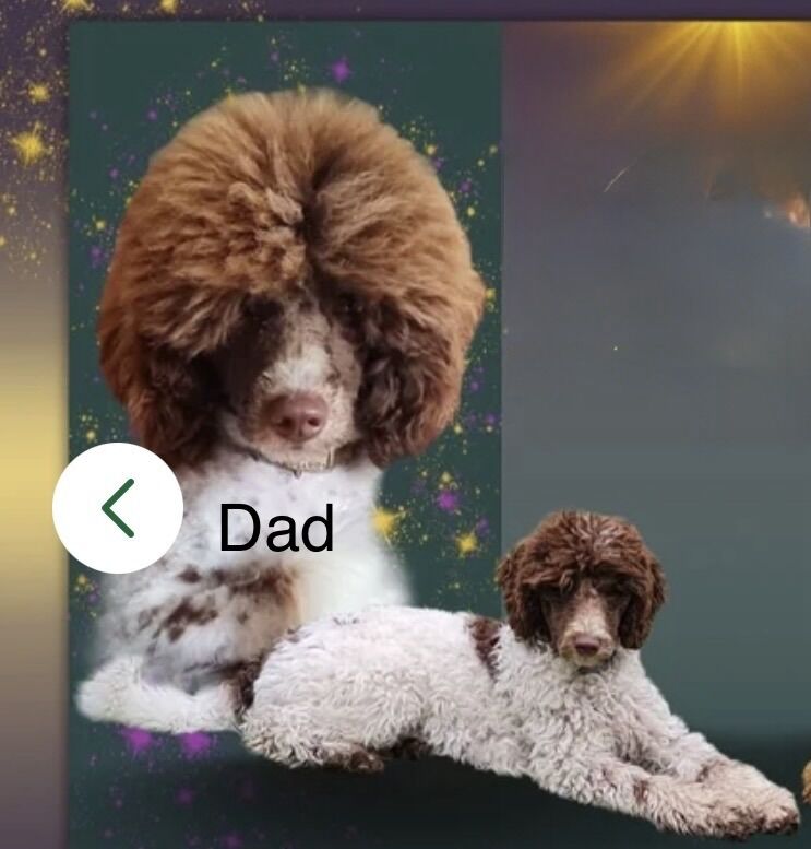 Only 2 girls available F1 show type Cockapoos from health tested parents - Image 9 of 15