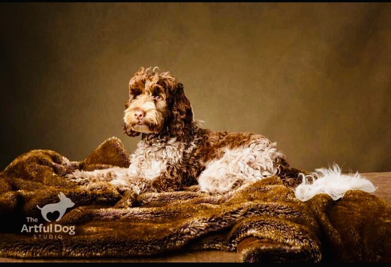 Only 2 girls available F1 show type Cockapoos from health tested parents - Image 10 of 15