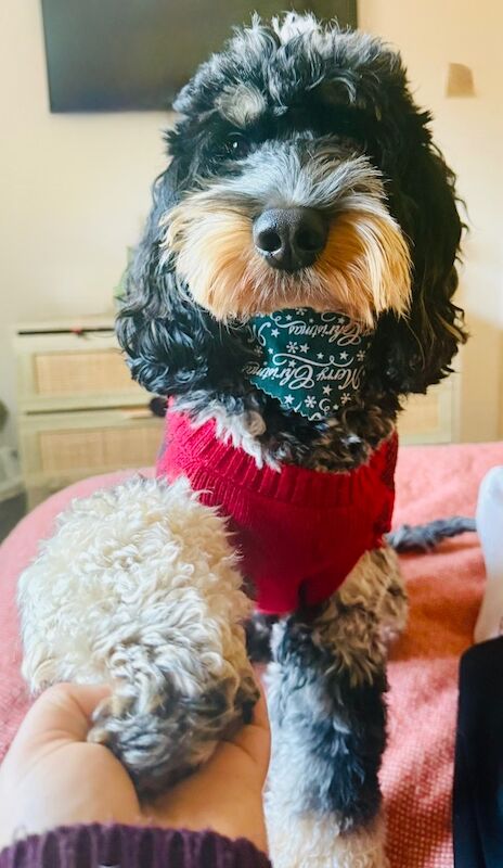 Only 2 girls available F1 show type Cockapoos from health tested parents - Image 11 of 15